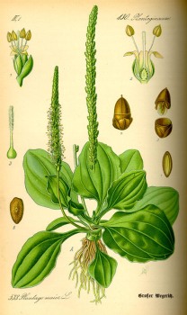 Breitwegerich bio